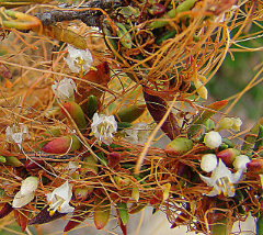 Cuscuta California Dodder Cuscuta California Dodder