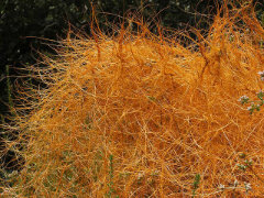 Cuscuta California Dodder Cuscuta California Dodder