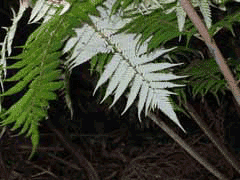 Cyathea dealbata Tree Fern Cyathea dealbata Tree Fern