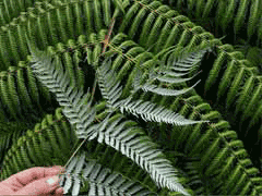 Cyathea dealbata Tree Fern Cyathea dealbata Tree Fern