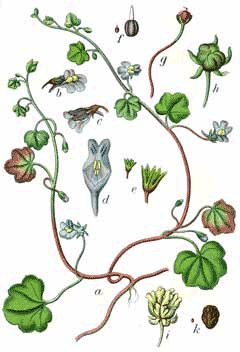Cymbalaria Kenilworth Ivy