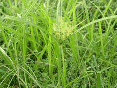 Cyperus esculentus Tiger Nut, Yellow nutsedge, Nut Grass Cyperus esculentus Tiger Nut, Yellow nutsedge, Nut Grass