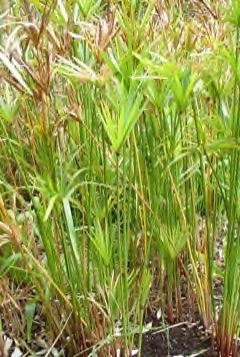 Cyperus textilis Flat sedge, Basket grass,