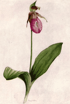 Cypripedium acaule Nerve Root, Moccasin flower, Ladyslipper Orchid, Pink  Lady