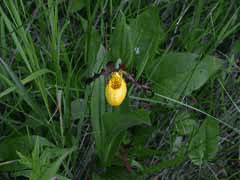 Cypripedium calceolus parviflorum Nerve Root Cypripedium calceolus parviflorum Nerve Root
