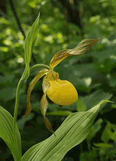 Cypripedium calceolus pubescens Nerve Root Cypripedium calceolus pubescens Nerve Root
