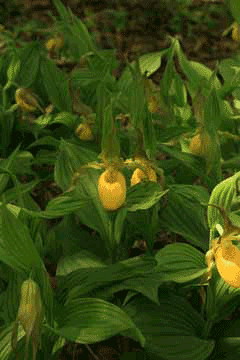 Cypripedium calceolus pubescens Nerve Root Cypripedium calceolus pubescens Nerve Root