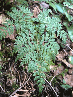 Cystopteris montana Mountain Bladder Fern Cystopteris montana Mountain Bladder Fern