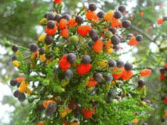 Podocarpus Kahikatea
