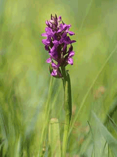Dactylorhiza Marsh Orchid