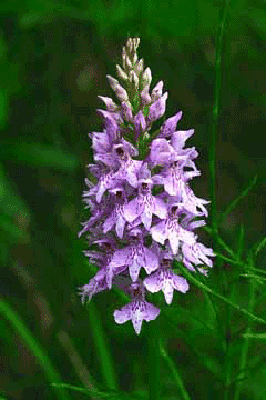 Dactylorhiza maculata Spotted Orchid