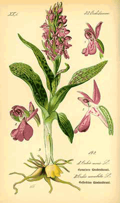 Dactylorhiza maculata Spotted Orchid
