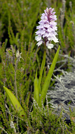 Dactylorhiza maculata Spotted Orchid