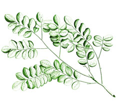 Dalbergia_latifolia Black Rosewood, East Indian Rosewood, Kala sheeshan, Satisal