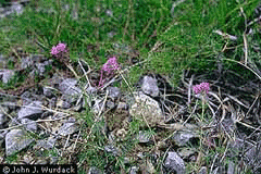 Dalea gattingeri Purpletassels Dalea gattingeri Purpletassels