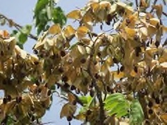 Daniellia_oliveri African Copaiba Balsam Tree