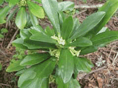 Daphne laureola Spurge Laurel Daphne laureola Spurge Laurel