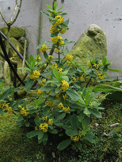 Daphne pseudomezereum Daphne pseudomezereum