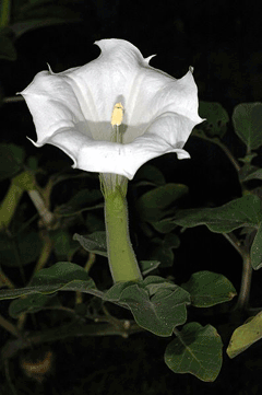 Datura inoxia Downy Thorn Apple, Pricklyburr Datura inoxia Downy Thorn Apple, Pricklyburr