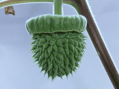 Datura quercifolia Oak Leaf Datura, Chinese thorn-apple Datura quercifolia Oak Leaf Datura, Chinese thorn-apple