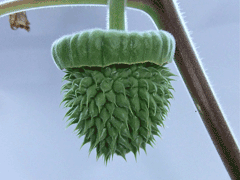 Datura quercifolia Oak Leaf Datura, Chinese thorn-apple