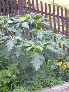 Datura_stramonium Thorn Apple, Jimsonweed, Jamestown Weed