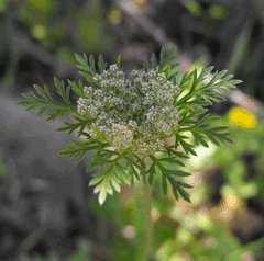 Daucus_pusillus Rattlesnake Weed, American wild carrot
