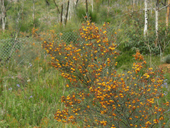 Daviesia horrida Daviesia horrida