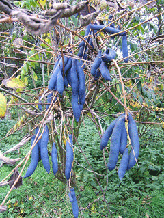 Decaisnea Blue Sausage Fruit
