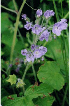 Decemium appendiculatum Waterleaf Decemium appendiculatum Waterleaf