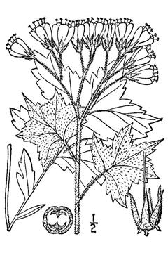 Decemium appendiculatum Waterleaf Decemium appendiculatum Waterleaf