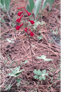 Delphinium_nudicaule Red Larkspur, Larkspur