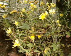 Dendranthema indicum Chrysanthemum