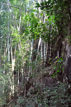 Dendrocalamus Giant Bamboo, Dragon bamboo, Sweet bamboo