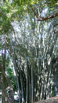 Dendrocalamus giganteus Giant Bamboo, Bhalu bans, Dhungre bans Dendrocalamus giganteus Giant Bamboo, Bhalu bans, Dhungre bans