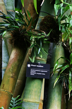 Dendrocalamus giganteus Giant Bamboo, Bhalu bans, Dhungre bans Dendrocalamus giganteus Giant Bamboo, Bhalu bans, Dhungre bans