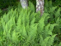 Dennstaedtia punctilobula Hay-scented fern