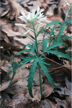 Dentaria laciniata Cut-Leaved Toothwort