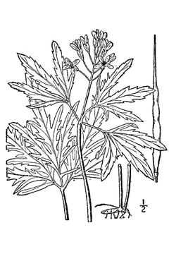 Dentaria laciniata Cut-Leaved Toothwort