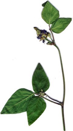 Desmodium intortum Pega-pega. Beggarlice Desmodium intortum Pega-pega. Beggarlice