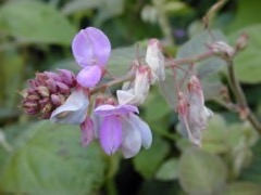 Desmodium intortum Pega-pega. Beggarlice Desmodium intortum Pega-pega. Beggarlice