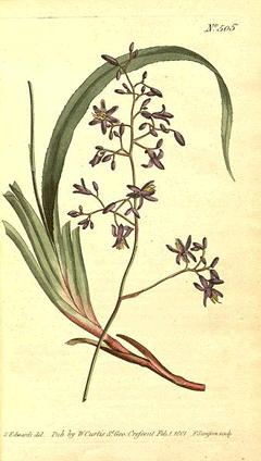 Dianella Blue Flax Lily, Cerulean flaxlily