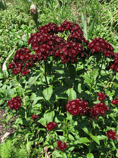 Dianthus barbatus Sweet William Dianthus barbatus Sweet William