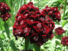 Dianthus barbatus Sweet William Dianthus barbatus Sweet William