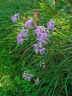 Dianthus superbus Fringed Pink Dianthus superbus Fringed Pink