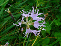 Dianthus superbus Fringed Pink Dianthus superbus Fringed Pink