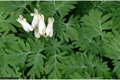 Dicentra canadensis Squirrel Corn Dicentra canadensis Squirrel Corn