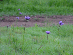Dichelostemma pulchellum Wild Hyacinth
