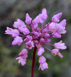 Dichelostemma volubile Snake Lily, Twining snakelily Dichelostemma volubile Snake Lily, Twining snakelily