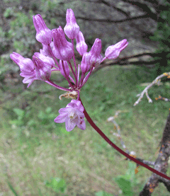 Dichelostemma volubile Snake Lily, Twining snakelily Dichelostemma volubile Snake Lily, Twining snakelily